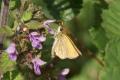 Butterflies: Essex Skipper (Thymelicus lineola)